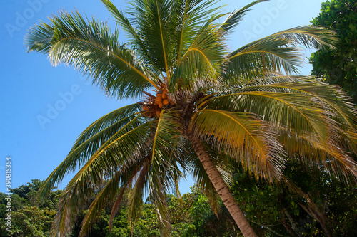 Coconuts ripen on a palm tree against a blue sky in the Similan Islands.