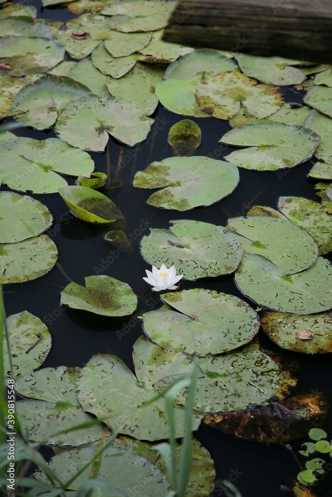 beautiful lotus flower on the water after rain in garden. beautiful lotus flower on the water after rain in garden.