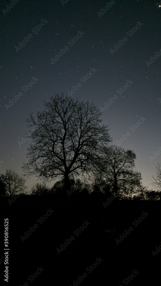 Fototapeta premium Night Nature