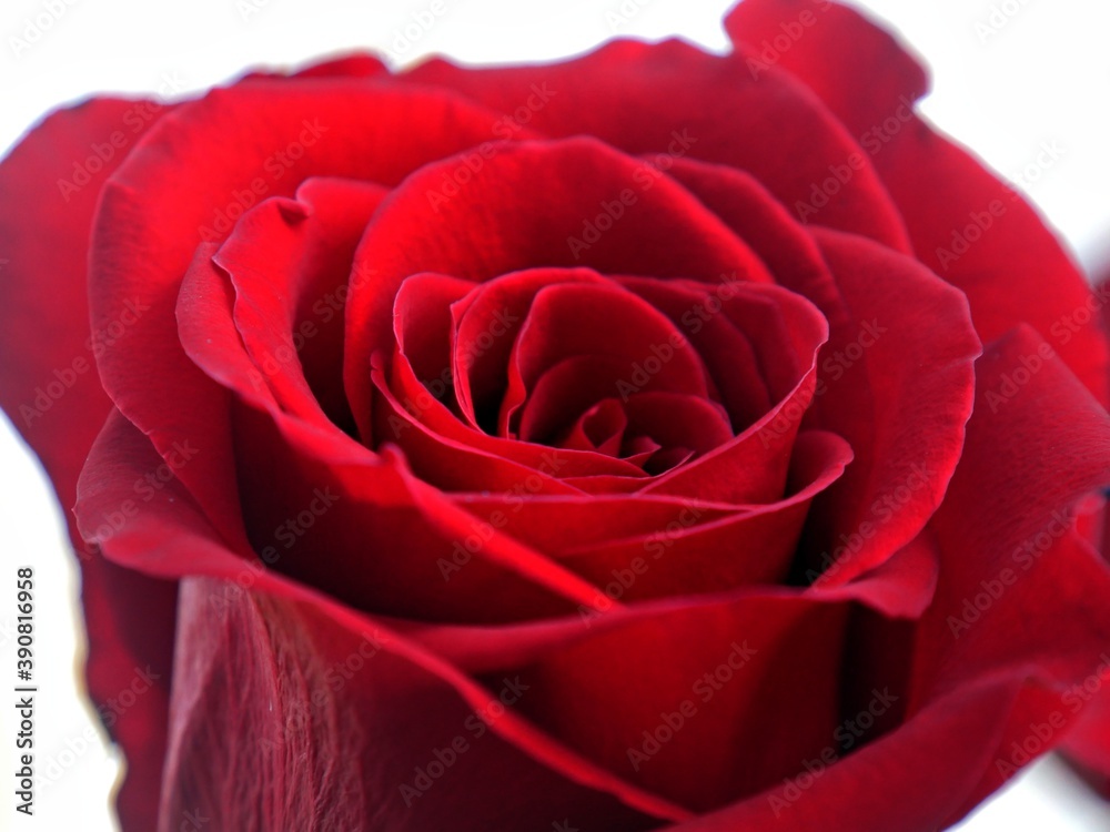 close up shot of a red blooming rose close up shot of a red blooming rose