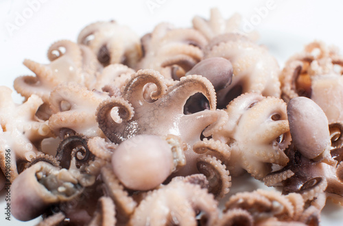 A lot of boiled small octopuses close-up. Macro