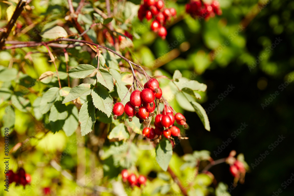 Rose hips