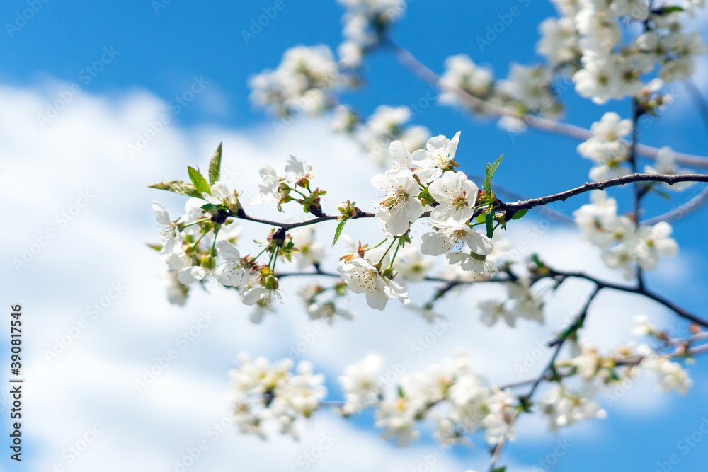 Spring blooming cherry trees with white flowers in the garden against the blue sky