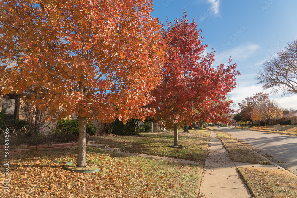 Dried autumn leaves blanket along concrete sidewalk at residential area near Dallas, Texas, USA
