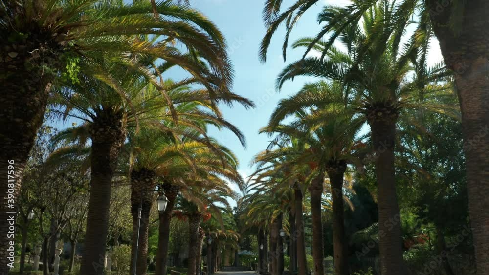 Moving forward along palm tree lined path Moving forward along palm tree lined path
