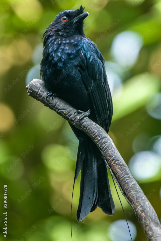 Obraz premium The greater racket-tailed drongo (Dicrurus paradiseus) is a medium-sized Asian bird which is distinctive in having elongated outer tail feathers with webbing restricted to the tips. 