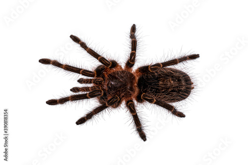 Chaco goldenknee tarantula spider on white