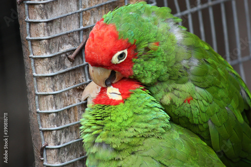 Fényképezés Closeup shot of colorful parakeets