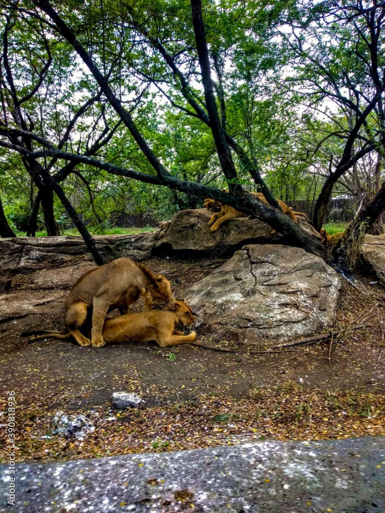 Lion in a forest Lion in a forest