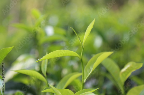 Tea leaves 