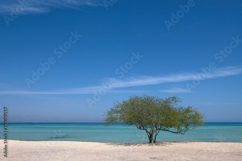 A single tree by the beach with a cloudy sky © Tohid Hashemkhani