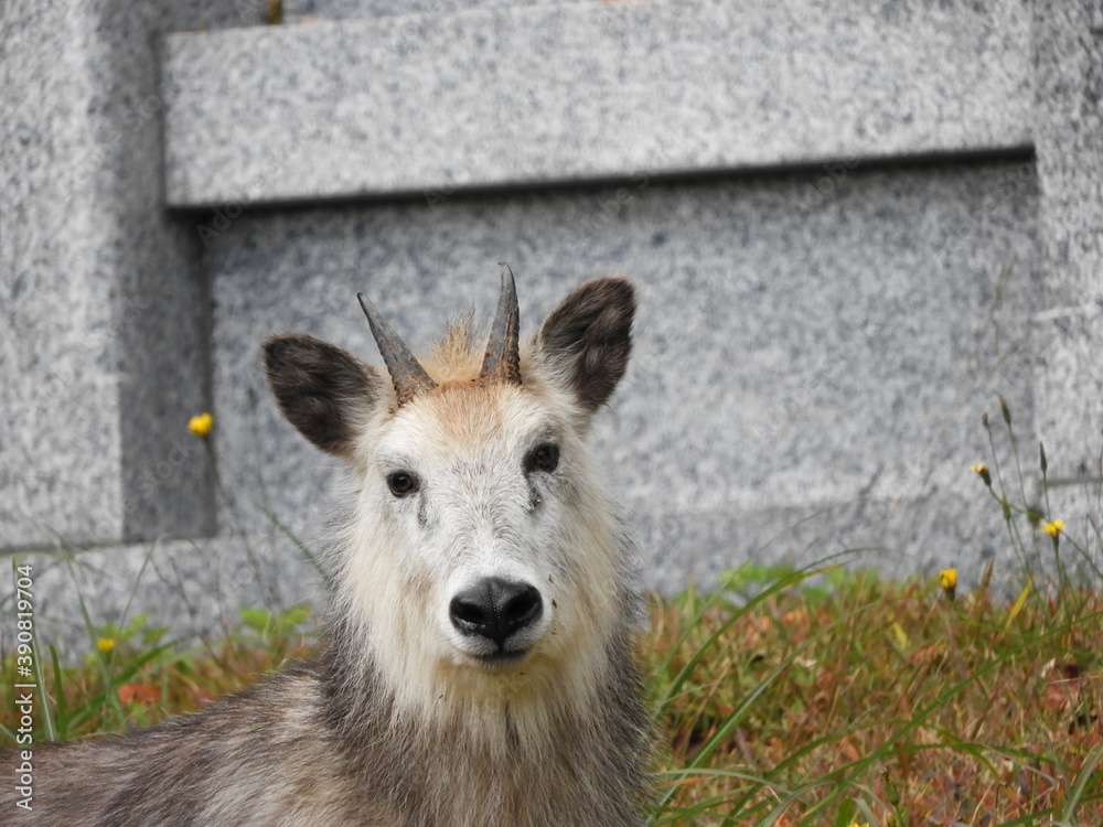 墓地の二ホンカモシカ