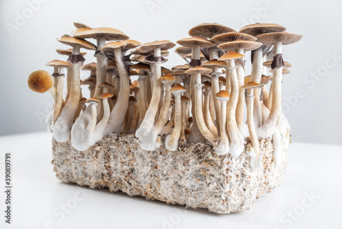 Obraz na plátně psychedelic magic mushrooms grow psilocybe