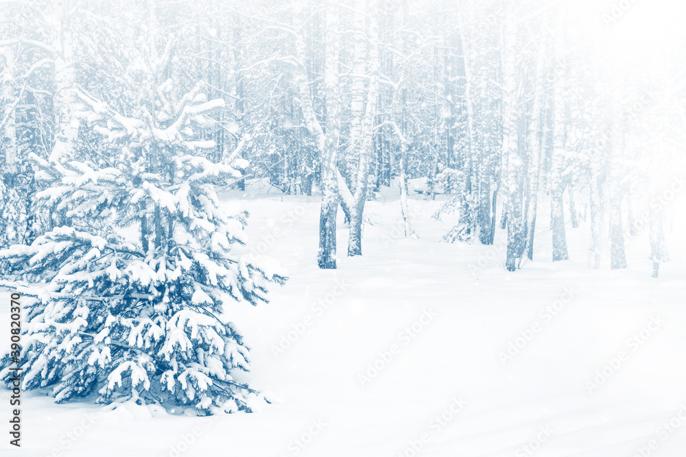  Frozen winter forest with snow covered trees.