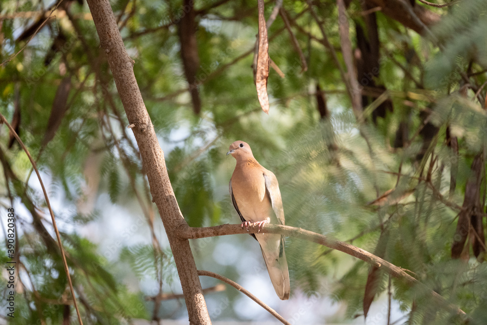 Bird with tree Bird with tree