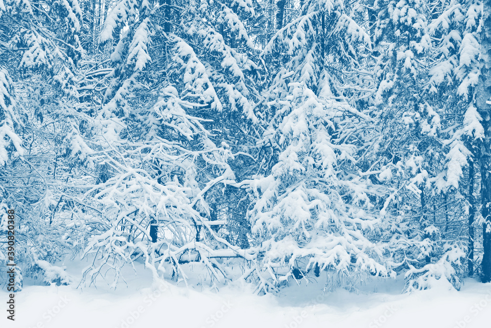 Frozen winter forest with snow covered trees. Frozen winter forest with snow covered trees.