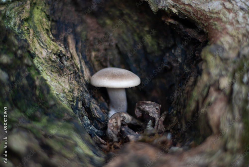 Fototapeta premium mushroom on a tree