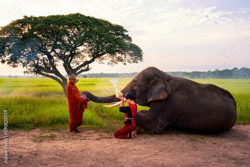 Photography Young woman and elephants are making merit