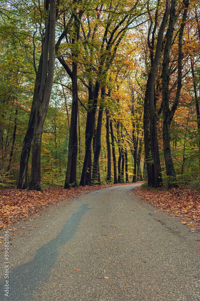 Road in colorful autumn forest.