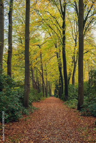 Path in fallen leaves in autumn woods.