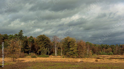 Rural landscape with bushes  pine trees and birches under cloudy sky during fall.
