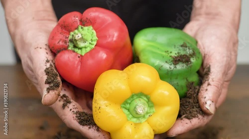 old farmer hands is picking vaious colored pepper photo