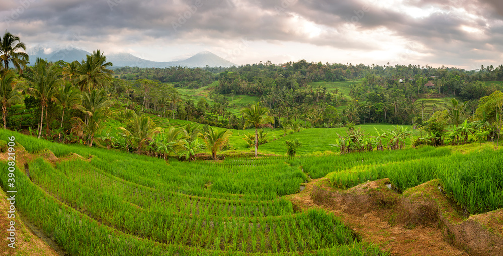Panoramic view over vulcanic mountains and rice fields, near Jatiluwih, Bali, Indonesia
