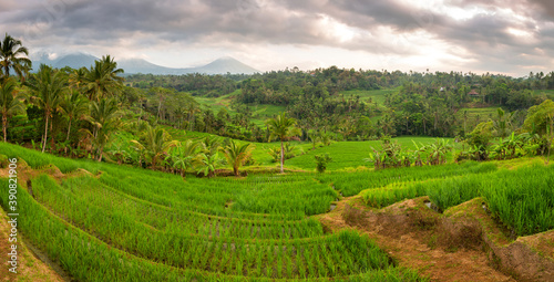 Panoramic view over vulcanic mountains and rice fields, near Jatiluwih, Bali, Indonesia