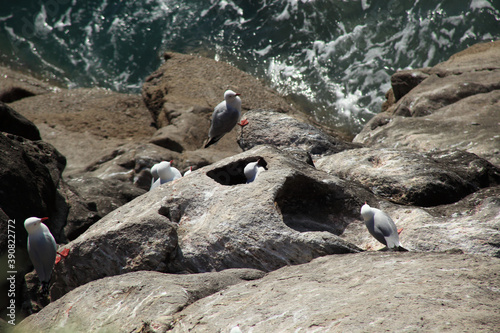 High angle shot of white birds on a rocky cliff near the sea