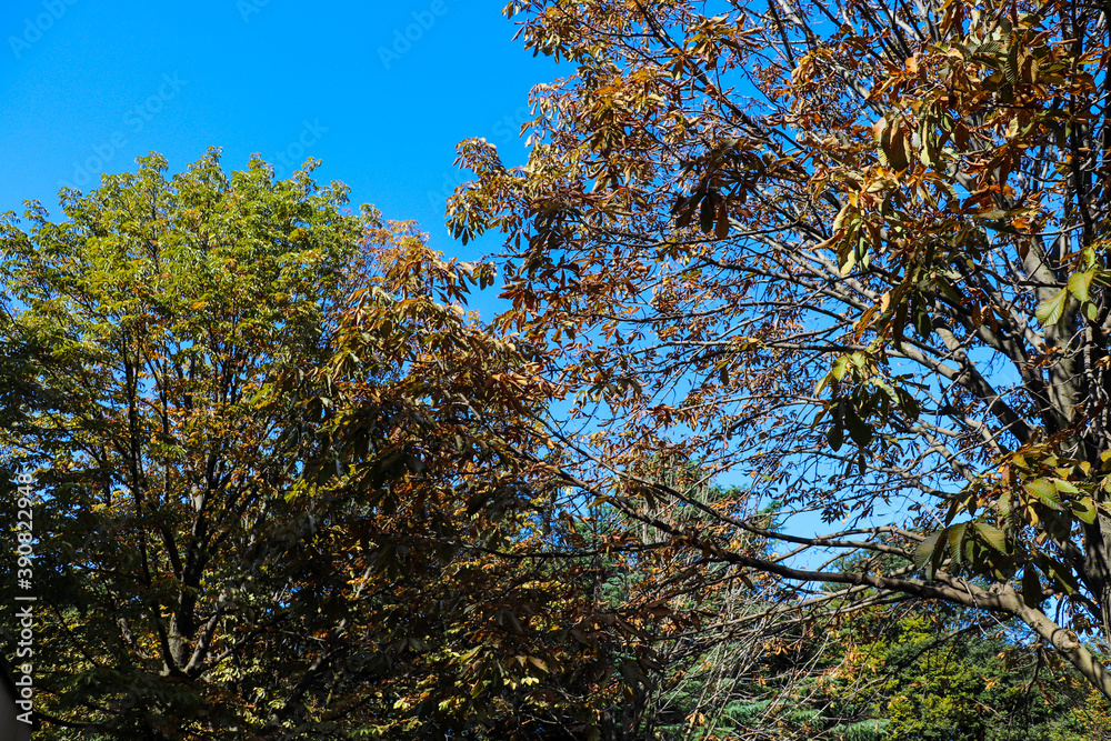 Obraz premium 枯れ葉 冬 空 公園 木々