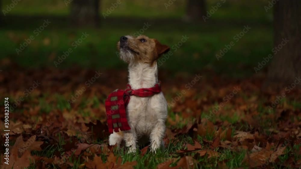 dog walking in the park. walk in the autumn. funny puppy jack russell terrier. fallen leaves on the grass dog walking in the park. walk in the autumn. funny puppy jack russell terrier. fallen leaves on the grass
