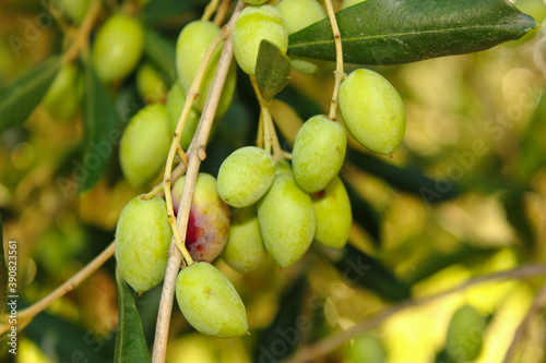 Wallpaper Mural Mediteranean green and black olive trees farm. Olive branch with ripe fresh olives ready for harvest to eat and press for oil . Torontodigital.ca