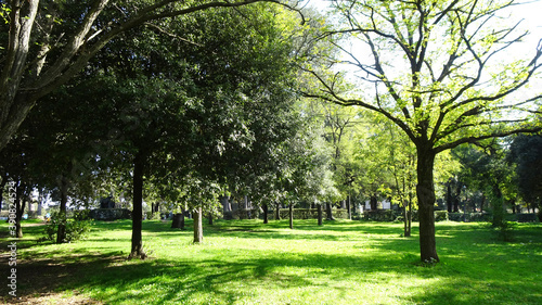 Parco verde con alberi