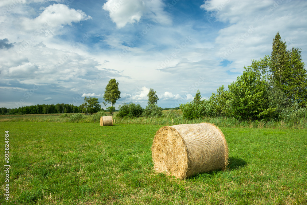 Round hay bales lying on a green meadow
