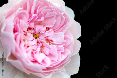 Fototapeta Naklejka Na Ścianę i Meble -  Old English Rose