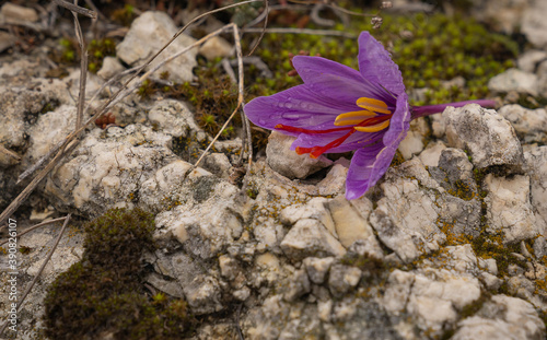 Saffron crocus flower after harvest in Navelli, Abruzzo, Italy photo