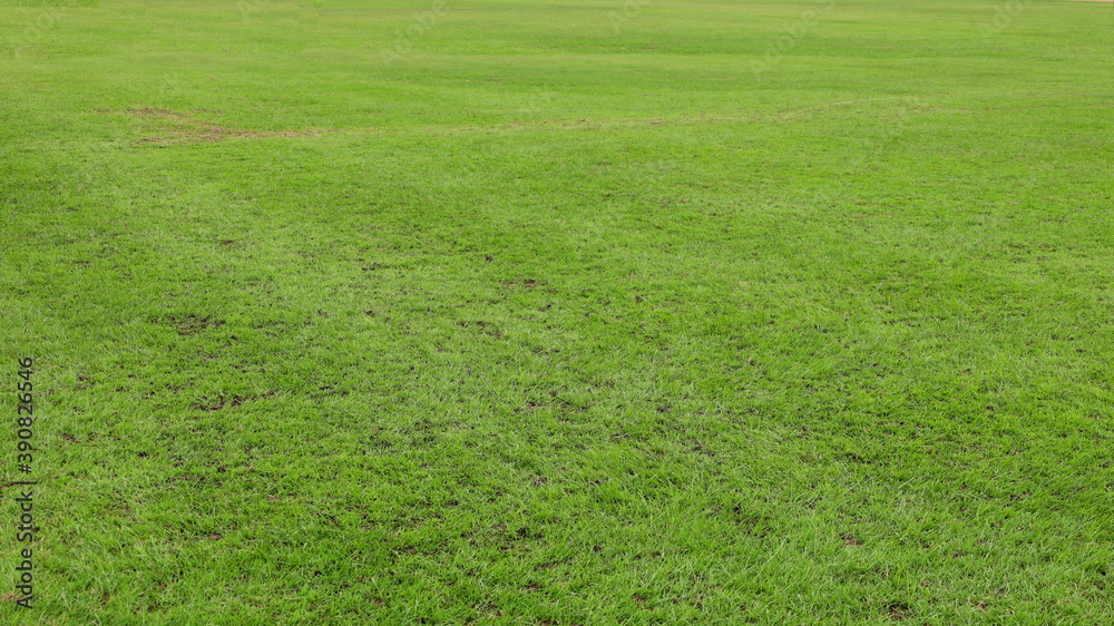 Imperfect green lawn. A heavily used soccer field leaves the grass dead or chipped, some full-frame areas with copy space. selective focus Imperfect green lawn. A heavily used soccer field leaves the grass dead or chipped, some full-frame areas with copy space. selective focus