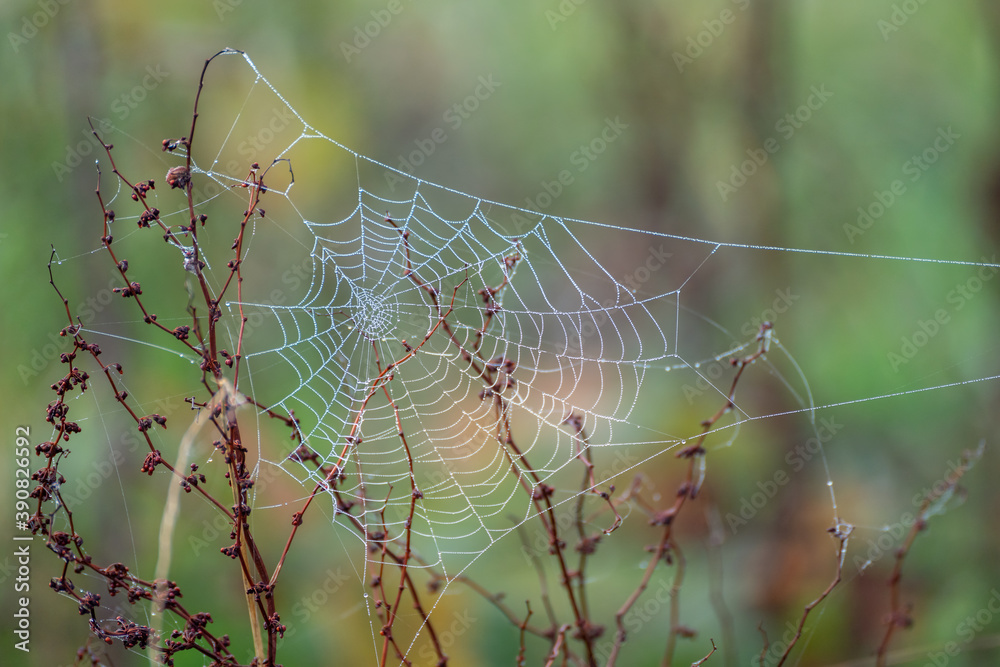 Spiders web glistening with water droplets from the autumn dew