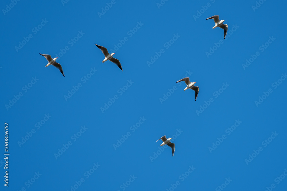 Common Gulls (Larus canus) in flight at East Grinstead