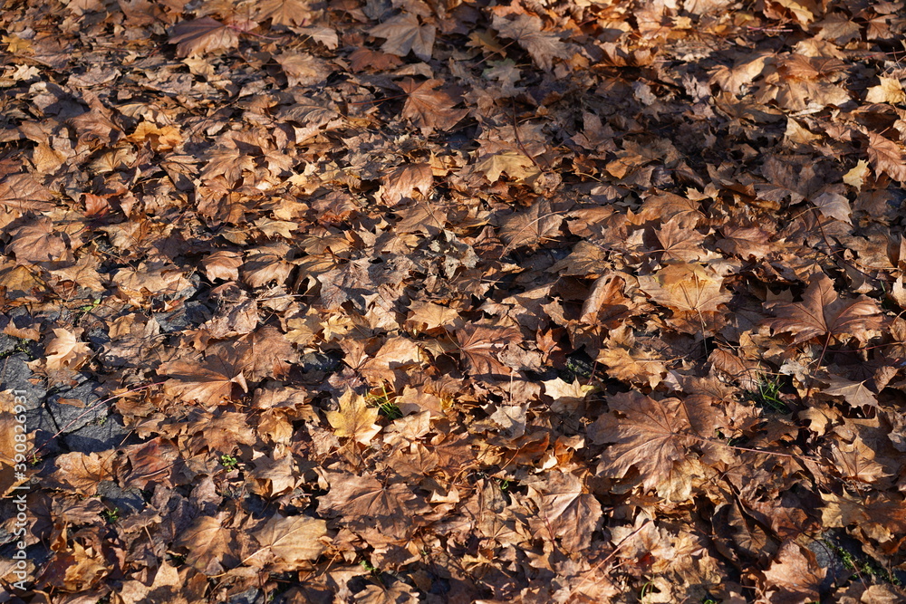 Braunes Herbstlaub auf einer gepflasterten Straße im Sonnenlicht