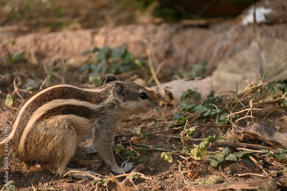 squirrel in the grass
