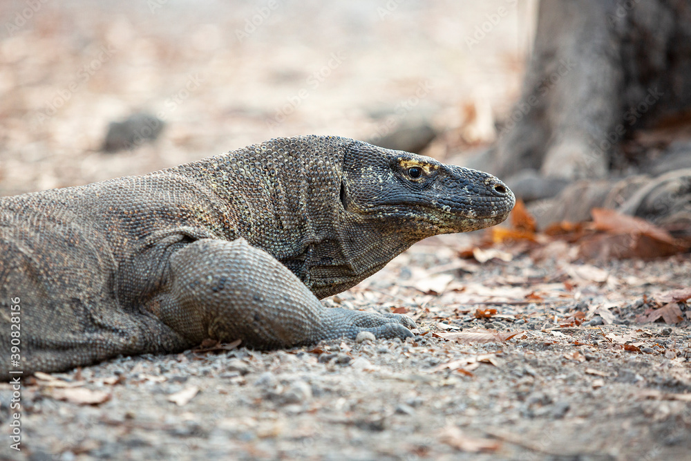 Close-up of Komodo Dragon sideway view lying on sandy ground