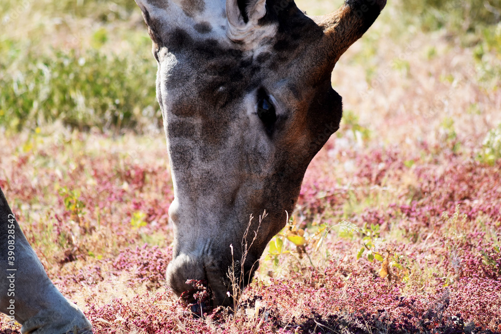 Fototapeta premium Giraffe im Nationalpark von Etosha-Namibia