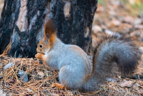 A squirrel eats nuts in the forest in late autumn