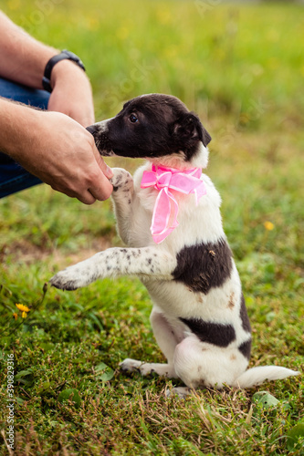 white puppy with black spots