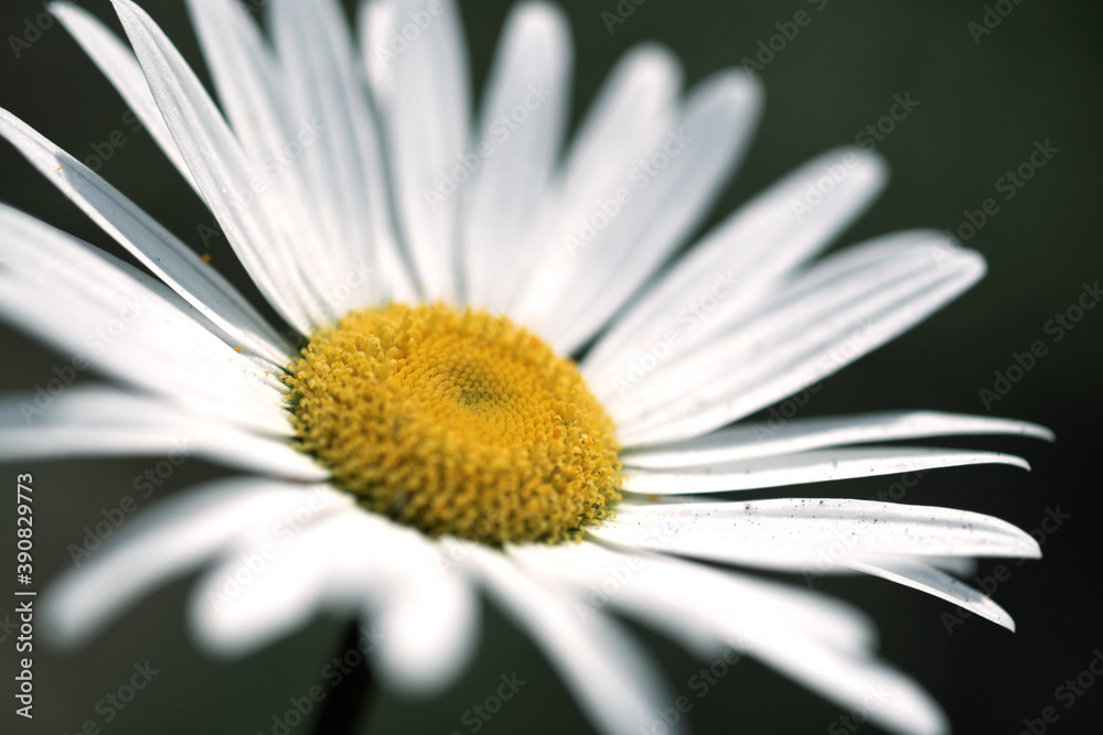 Fototapeta premium 白く美しい野花のアップ