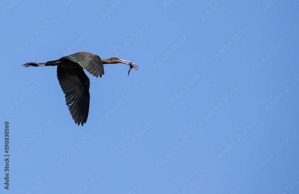 Obraz premium Ave con presa