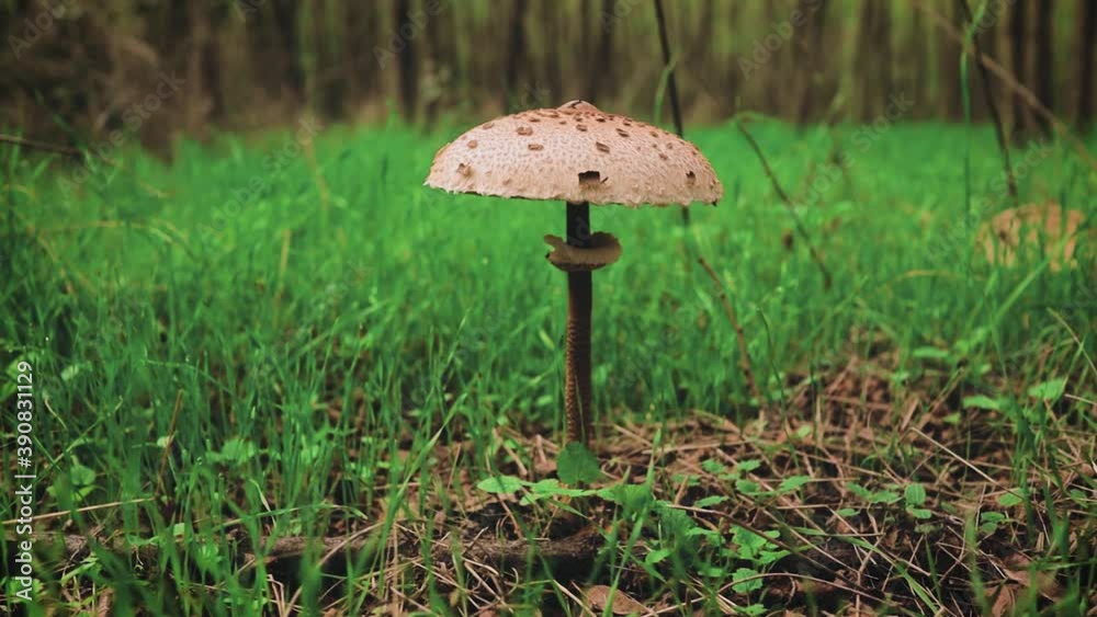 Pan around a small mushroom along the forest floor with small grass and leaves around. Pan around a small mushroom along the forest floor with small grass and leaves around.