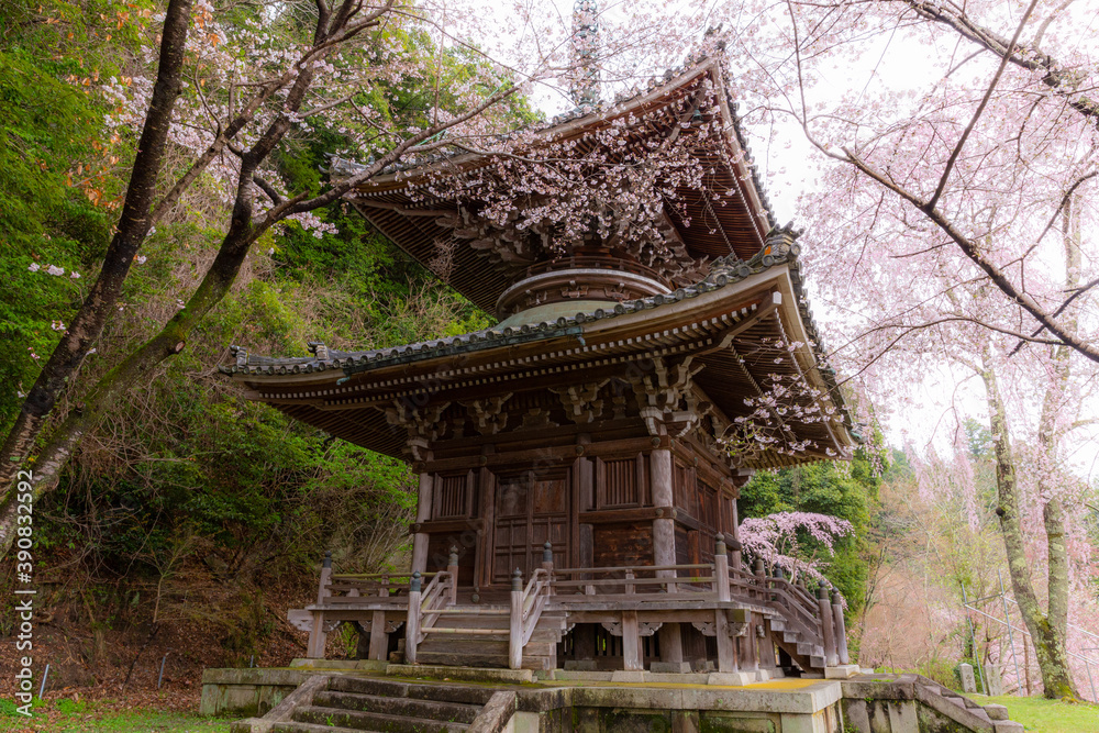 仏堂と桜