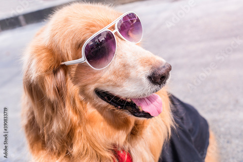 Golden Retriever Dog wearing glasses